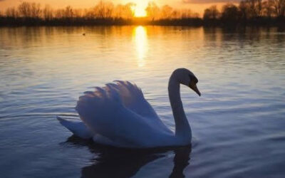 The Rising of the Swan
